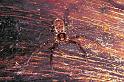 Heteropoda_jugulans_RF0445_O_85_Palmerstone park_Australie